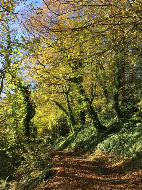 FCP autumn