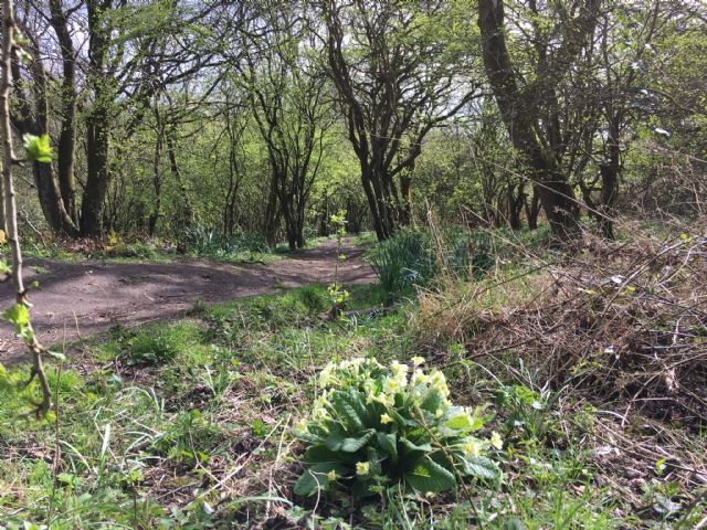 Primroses east Binn path
