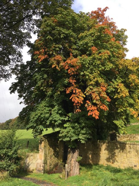 Autumn horse chestnut FCP