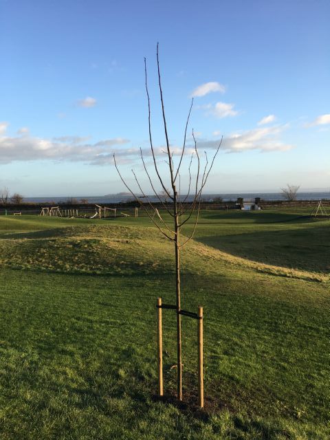 New tree