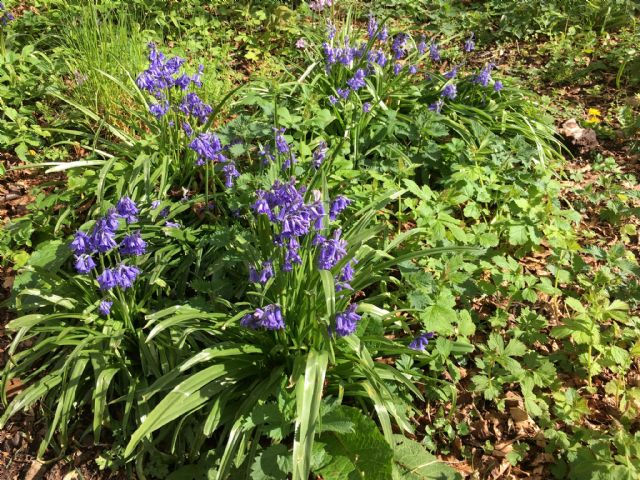 Bluebells in the Dells Wood