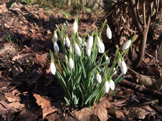 Snowdrops
