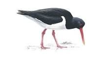 Oystercatcher